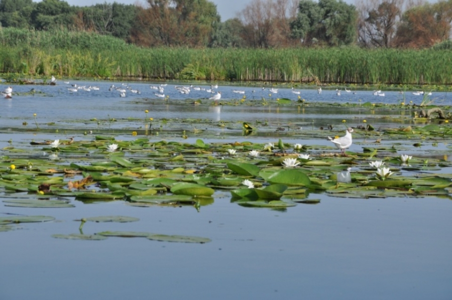 Всесвітній день водно-болотних угідь