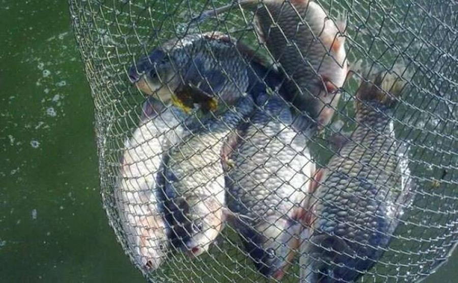 Заборона на лов риби в нерестовий період
