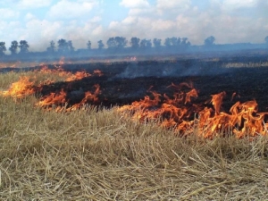 Чому суху траву не варто палити….
