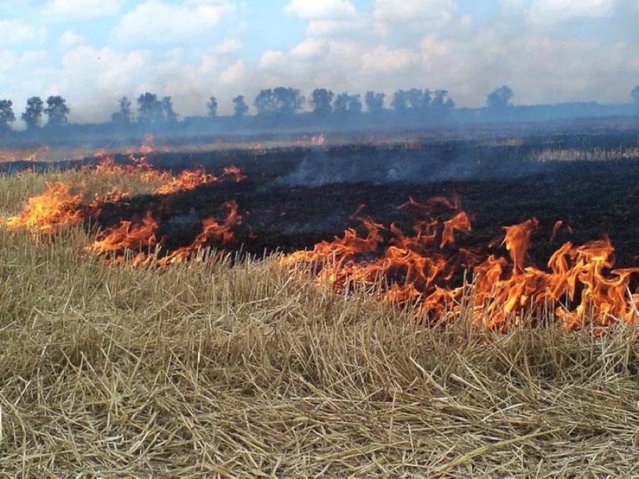 Чому суху траву не варто палити….