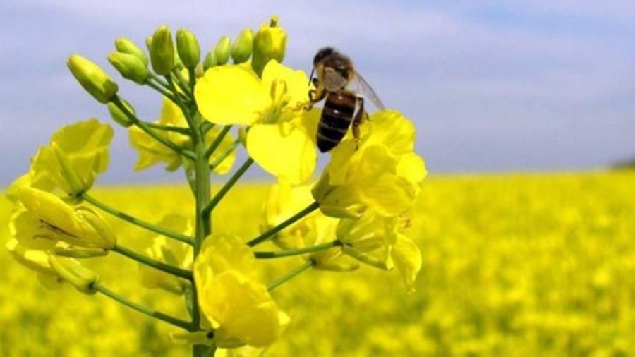 Про захист бджіл в період проведення весняно-польових робіт